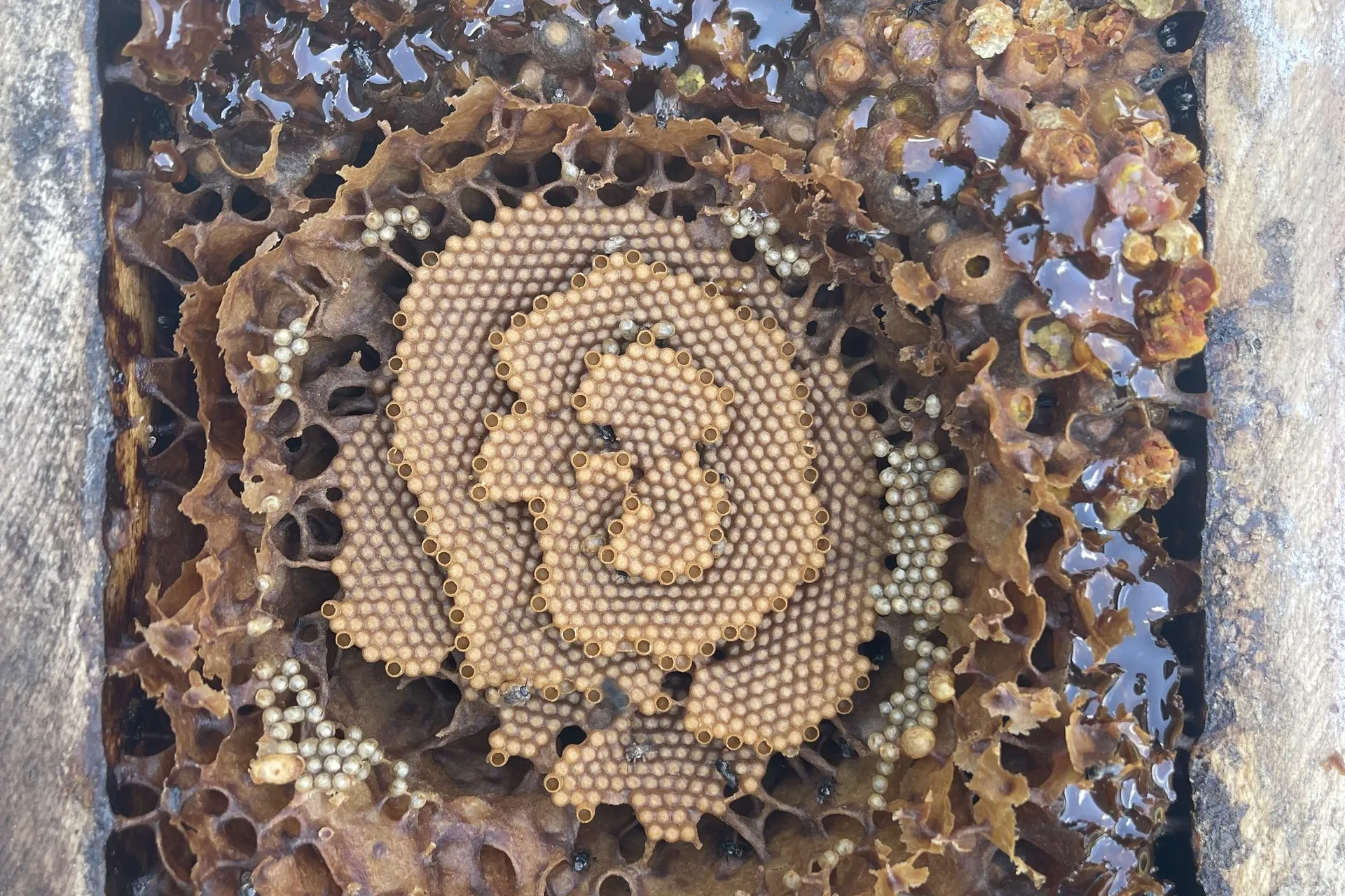 An opened stingless bee hive: a cream-coloured spiral brood comb in the centre, surrounded by dark wax pots full of honey
