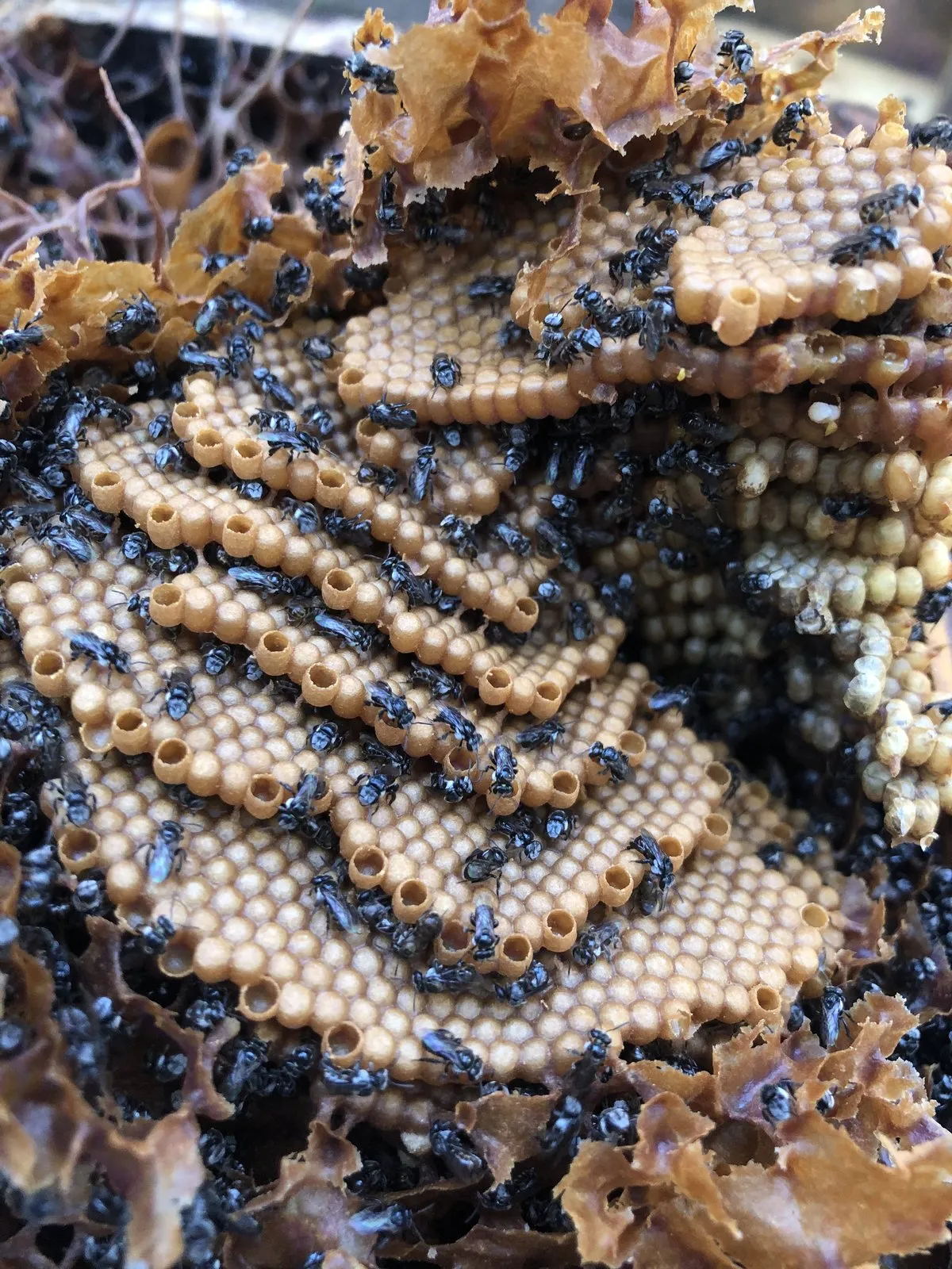 Side view of a stingless bee brood comb, with layers of cream-coloured cells and dozens of small black bees on top