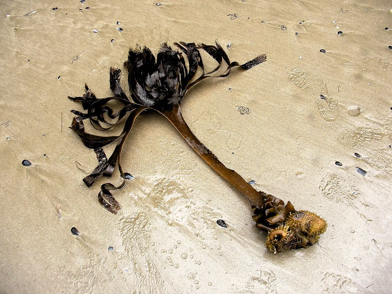 A large brown seaweed with a long stem and strap-like fronds lying on wet sand on a beach