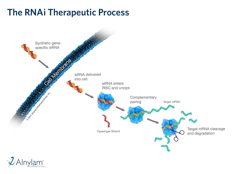 Diagram of the steps of an RNA interference therapy: a small RNA molecule crosses the cell membrane, joins a protein complex and cuts the target messenger RNA