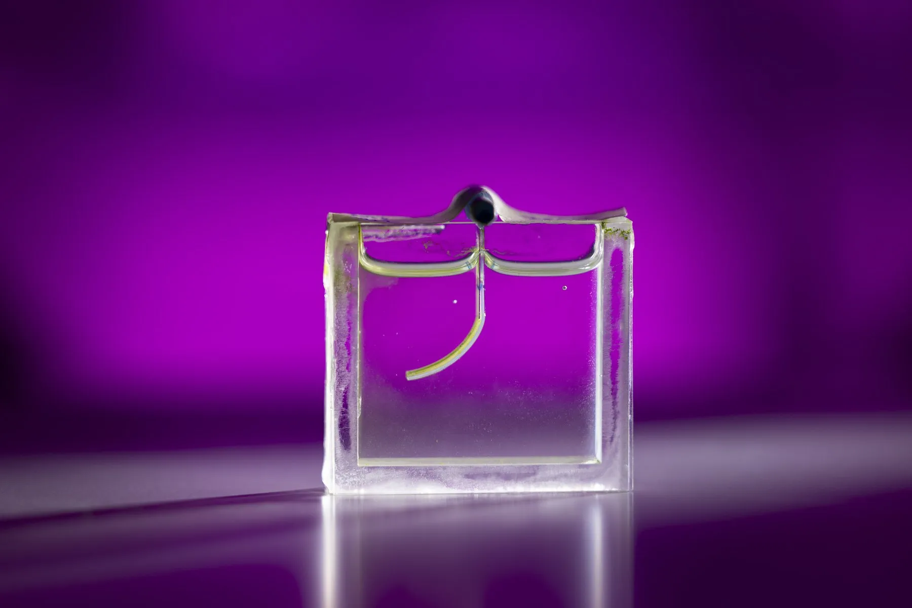 A small green gel strip covered in algae, submerged in an aquarium lit with purple light