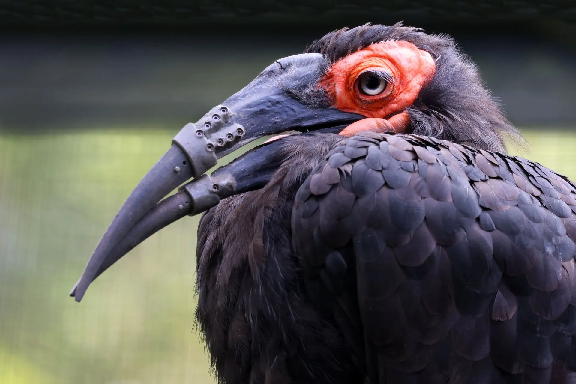 Close-up of a southern ground hornbill with black feathers and red skin around the eye, its long grey beak held together by bolted metal parts