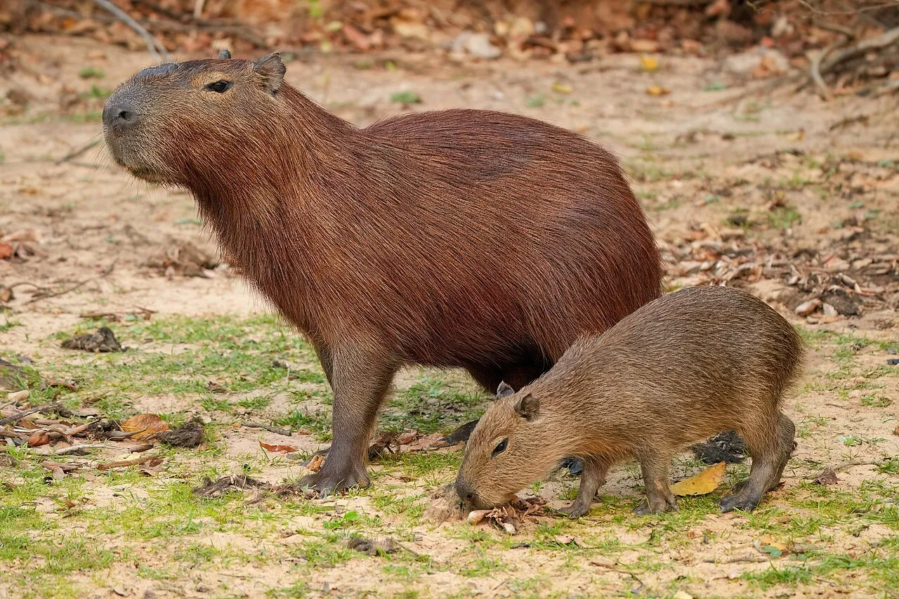 An adult capybara and its baby forage on the ground