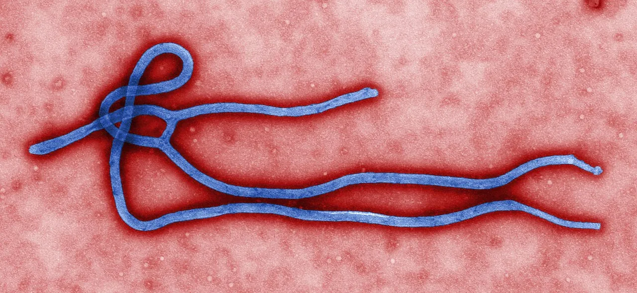 A long blue filament, looped at one end, on a grainy red background: an Ebola virus seen under an electron microscope