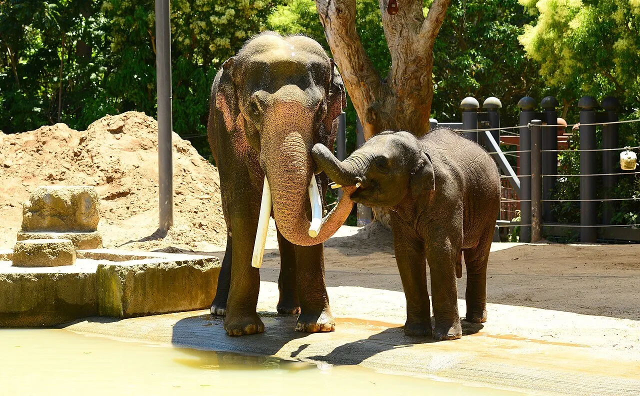 An Asian elephant calf reaches its trunk towards the face of an adult elephant with tusks, beside a pool