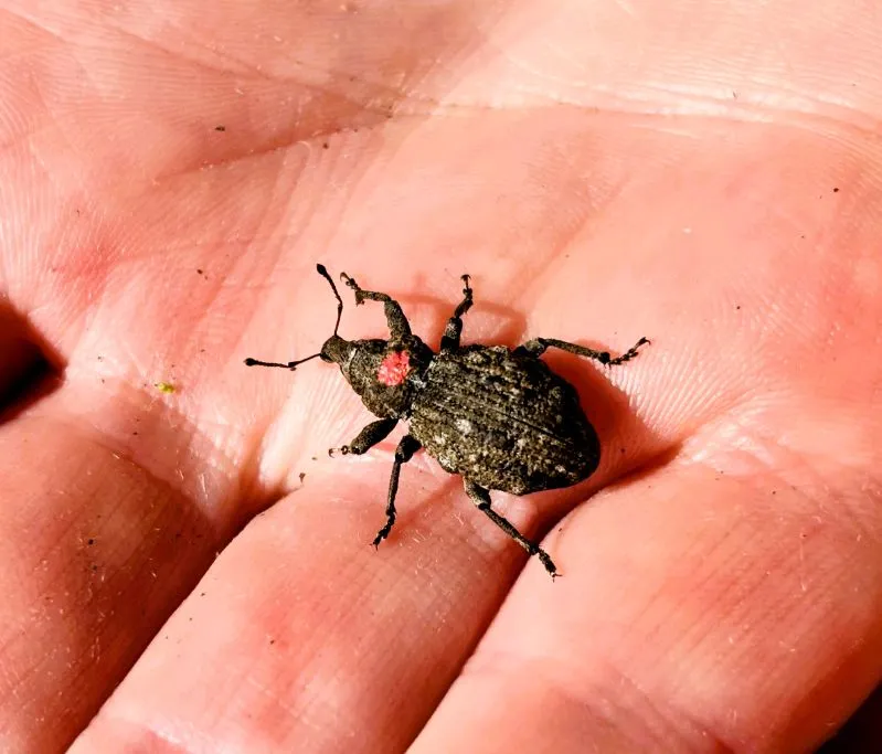 A Canterbury knobbled weevil, a dark grey beetle with a rough body and long antennae, on the palm of a hand, with a small red mark on its back