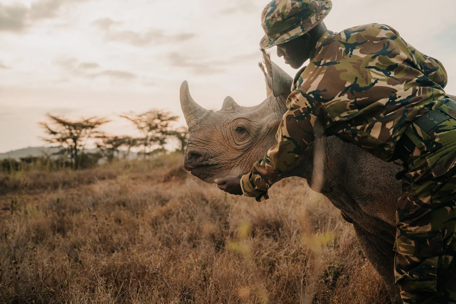 A ranger in camouflage uniform and cap leans over a rhino on a dry grass savannah with acacia trees, at dusk
