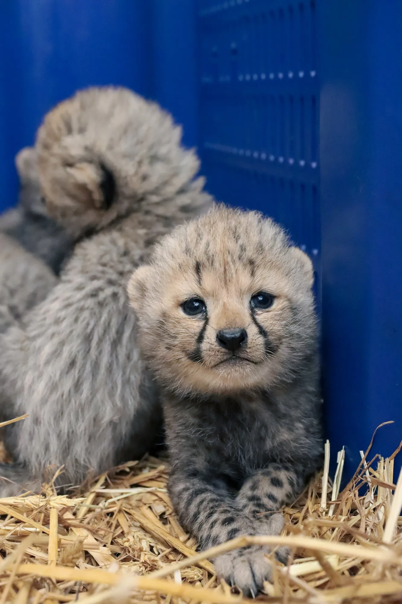 A cheetah cub lying on straw looks at the camera, with another cub behind it facing away