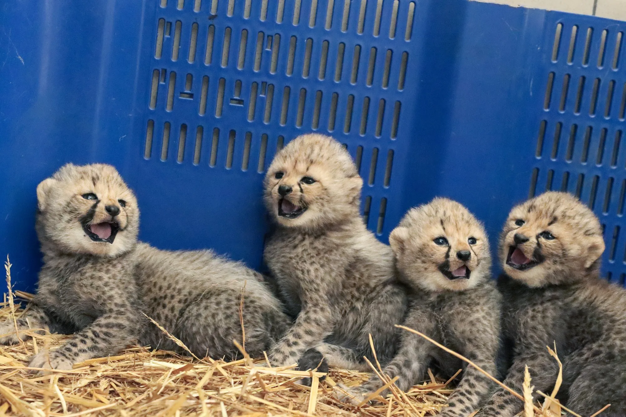 Four cheetah cubs sitting on straw in front of a blue plastic crate, three of them with their mouths open