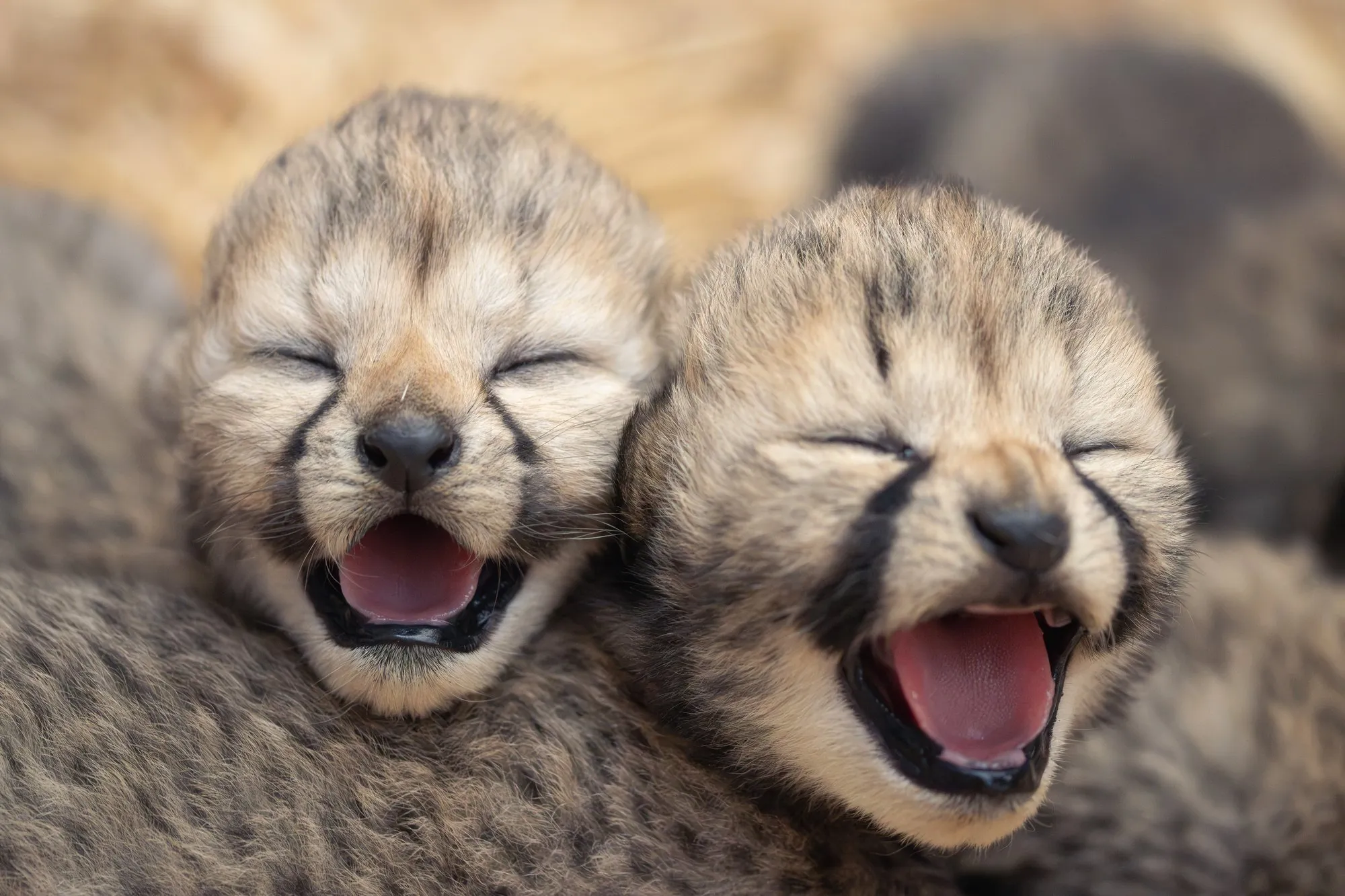 Close-up of two newborn cheetah cubs side by side, eyes closed and mouths open