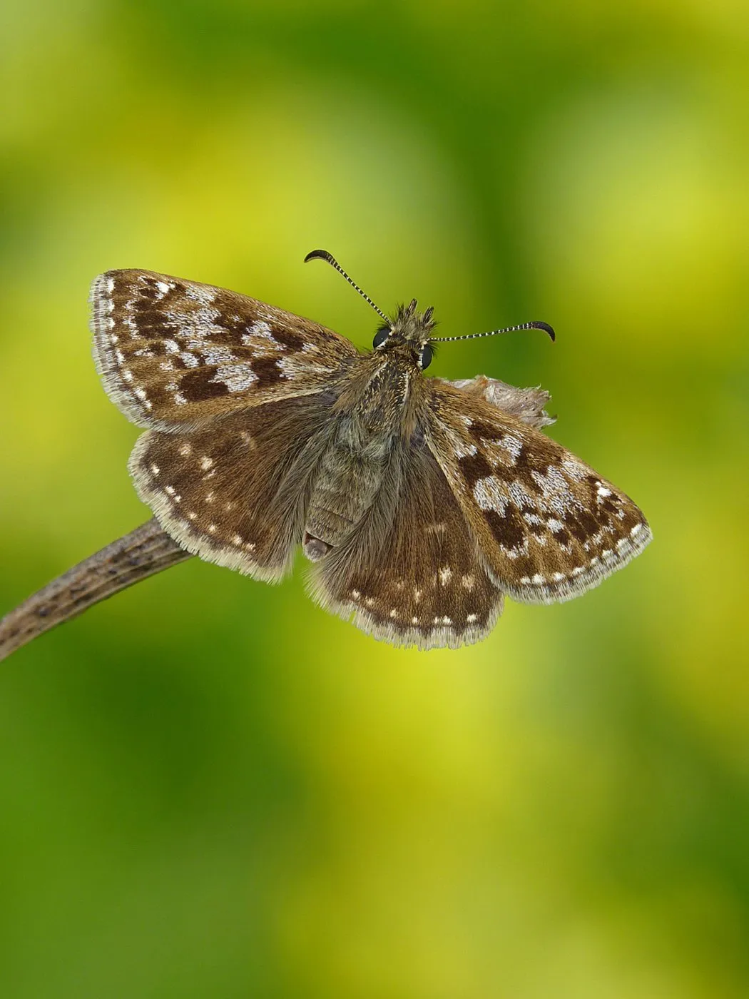 A brown butterfly with grey markings, wings open against a green background