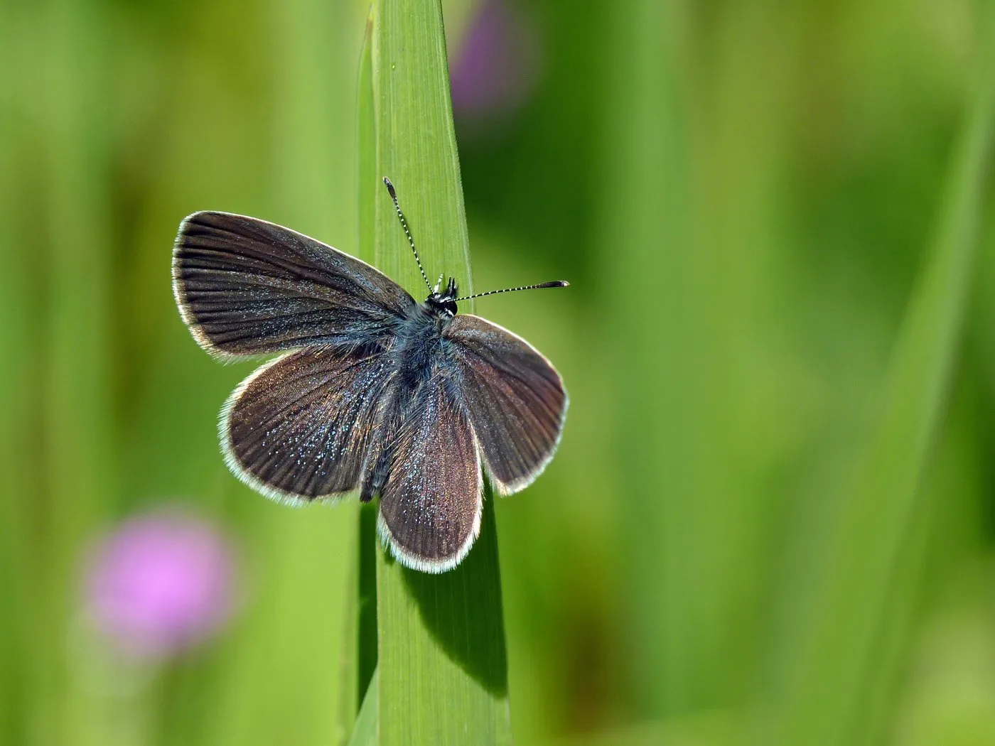 A small butterfly with grey-blue wings edged in white, resting on a blade of grass