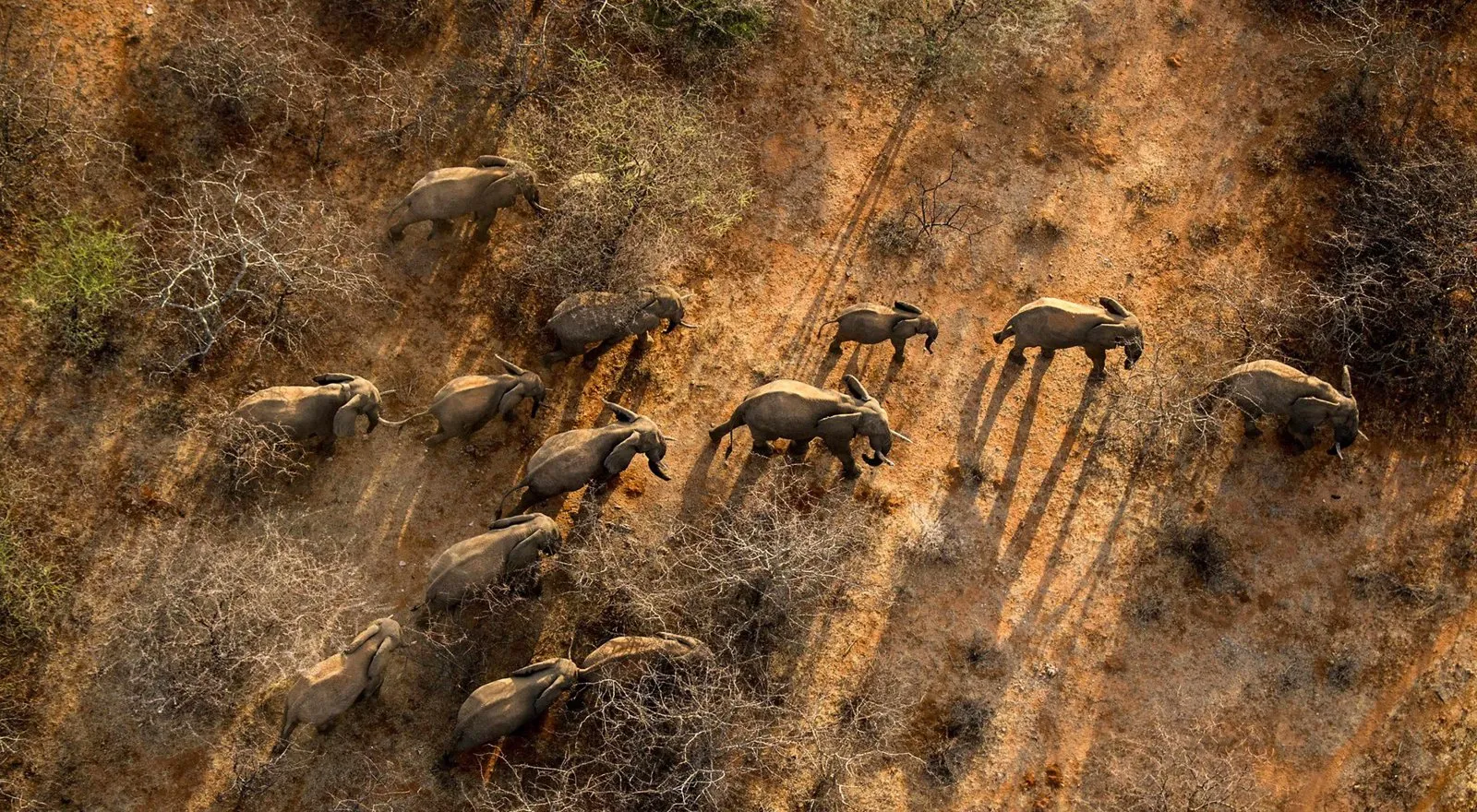 Aerial view of a herd of elephants walking across red earth between dry bushes