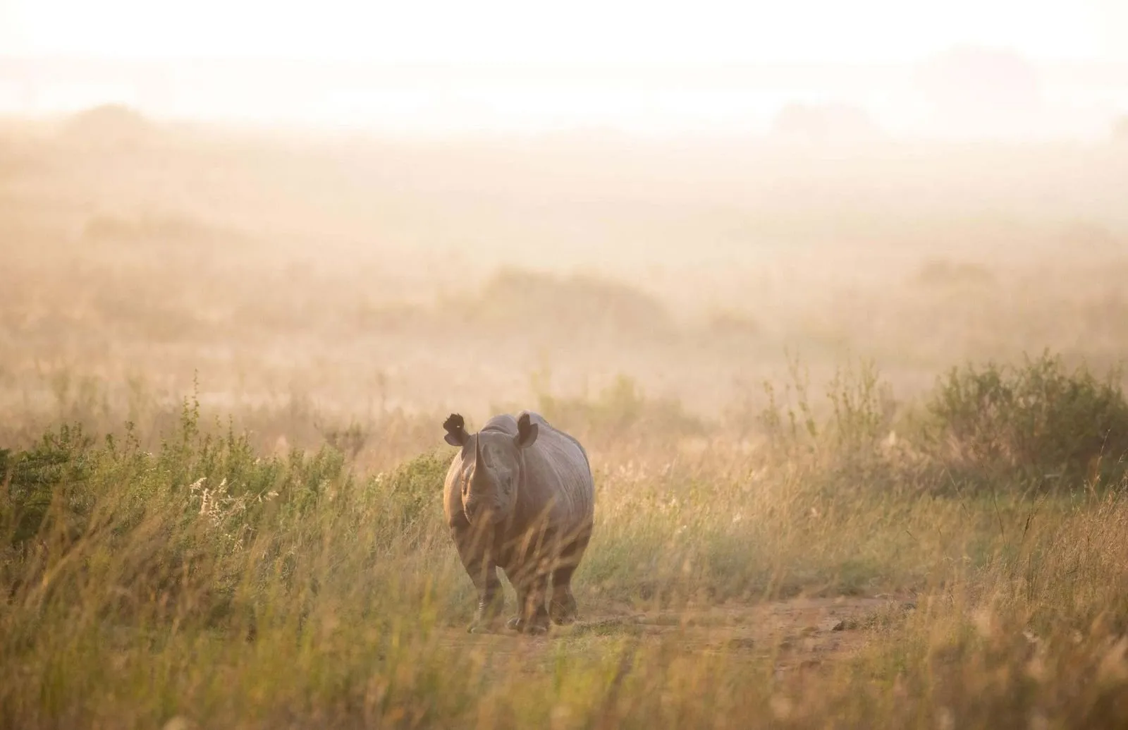 A black rhino walks through tall grass at sunrise, with the savannah in mist