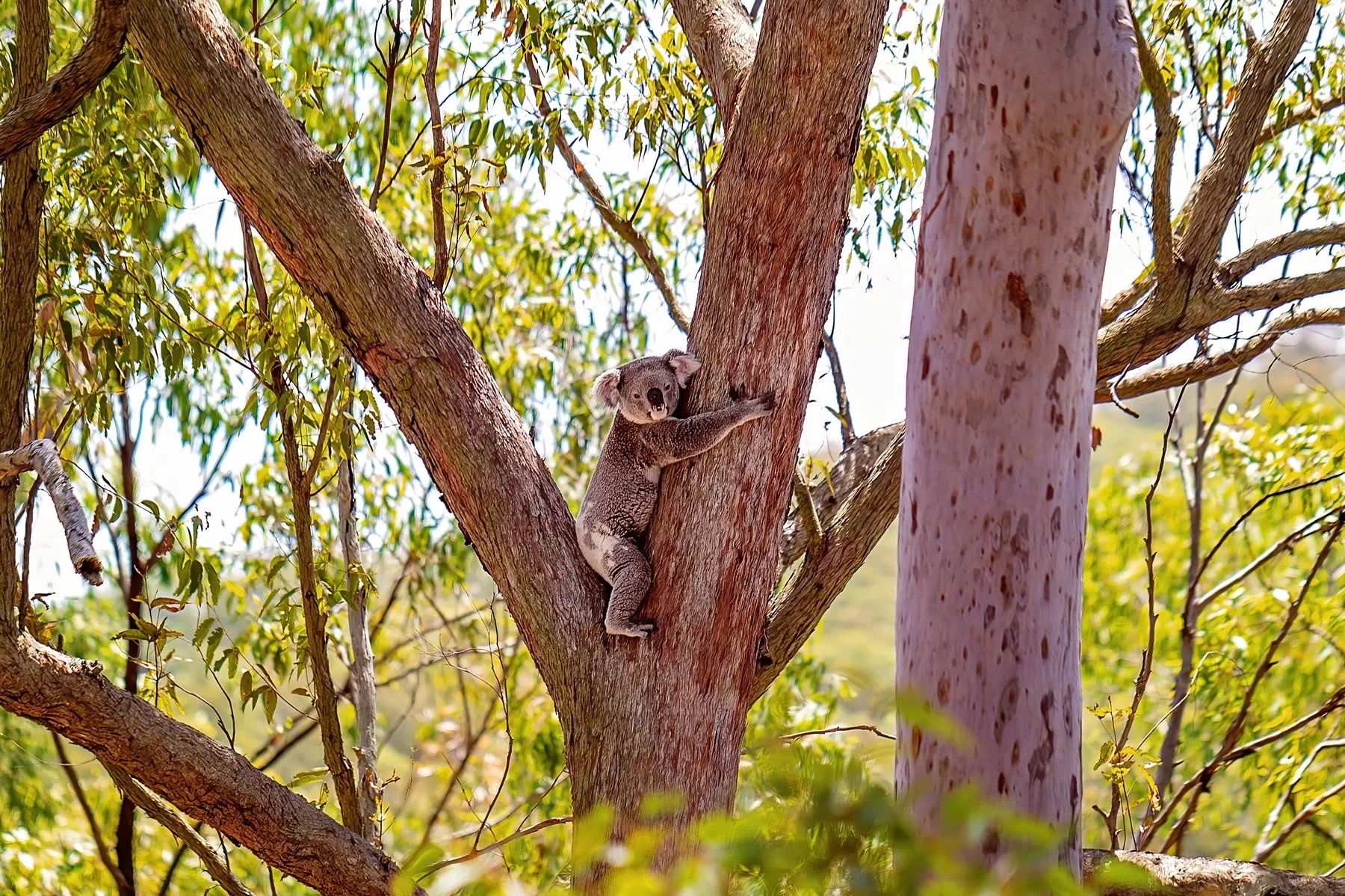A koala clinging to the trunk of a eucalyptus tree among green branches, with the sky behind