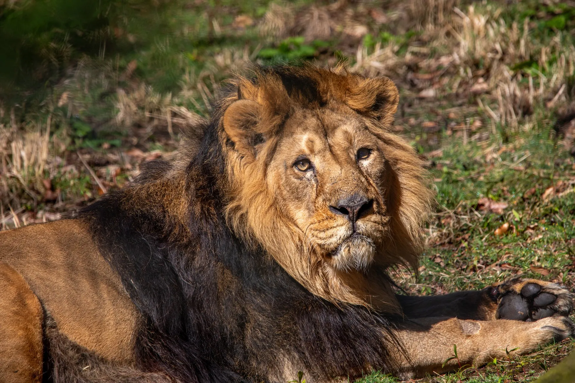 A dark-maned male Asiatic lion lying on the grass, looking at the camera