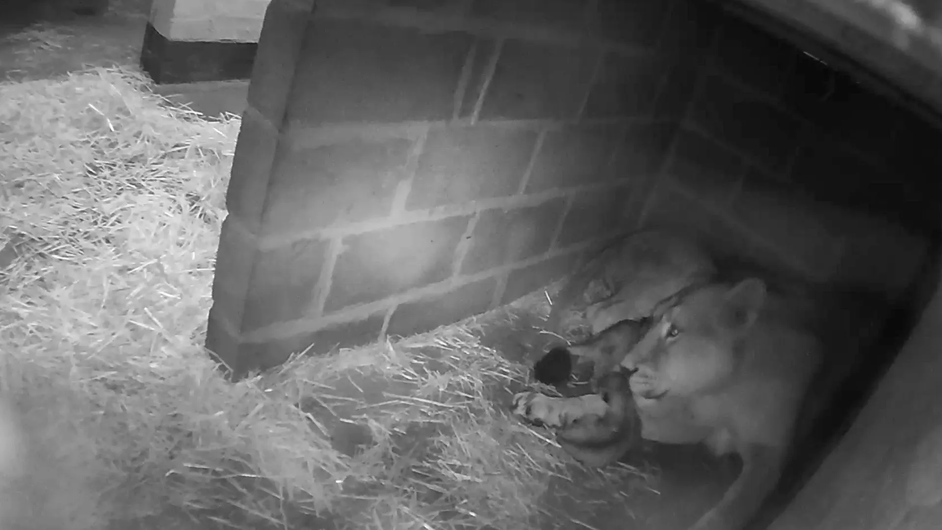 A lioness lying in the den with a cub pressed against her chest, in a black-and-white infrared image