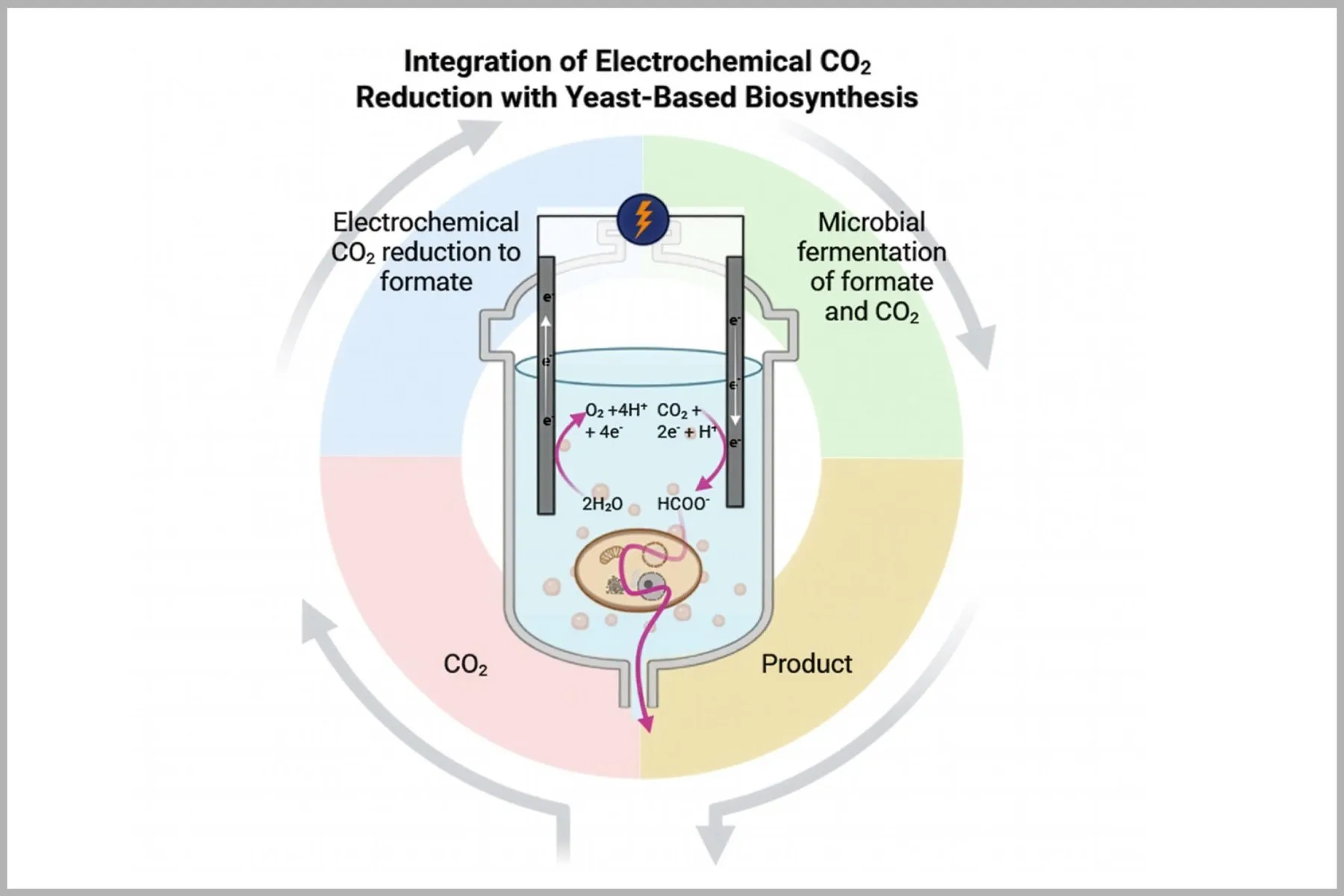 Diagram of a bioreactor with two electrodes: electricity turns CO₂ into formate and a yeast cell converts it into the final product