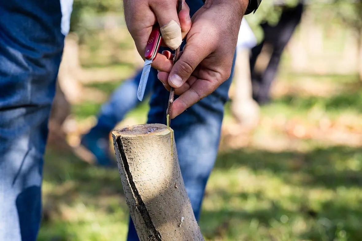 A hand uses a penknife to graft a thin shoot onto the cut trunk of a young apple tree