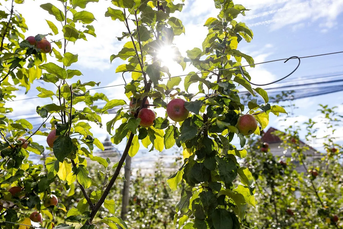 Branches of a young apple tree with reddish apples against the light, with the sun shining through the leaves