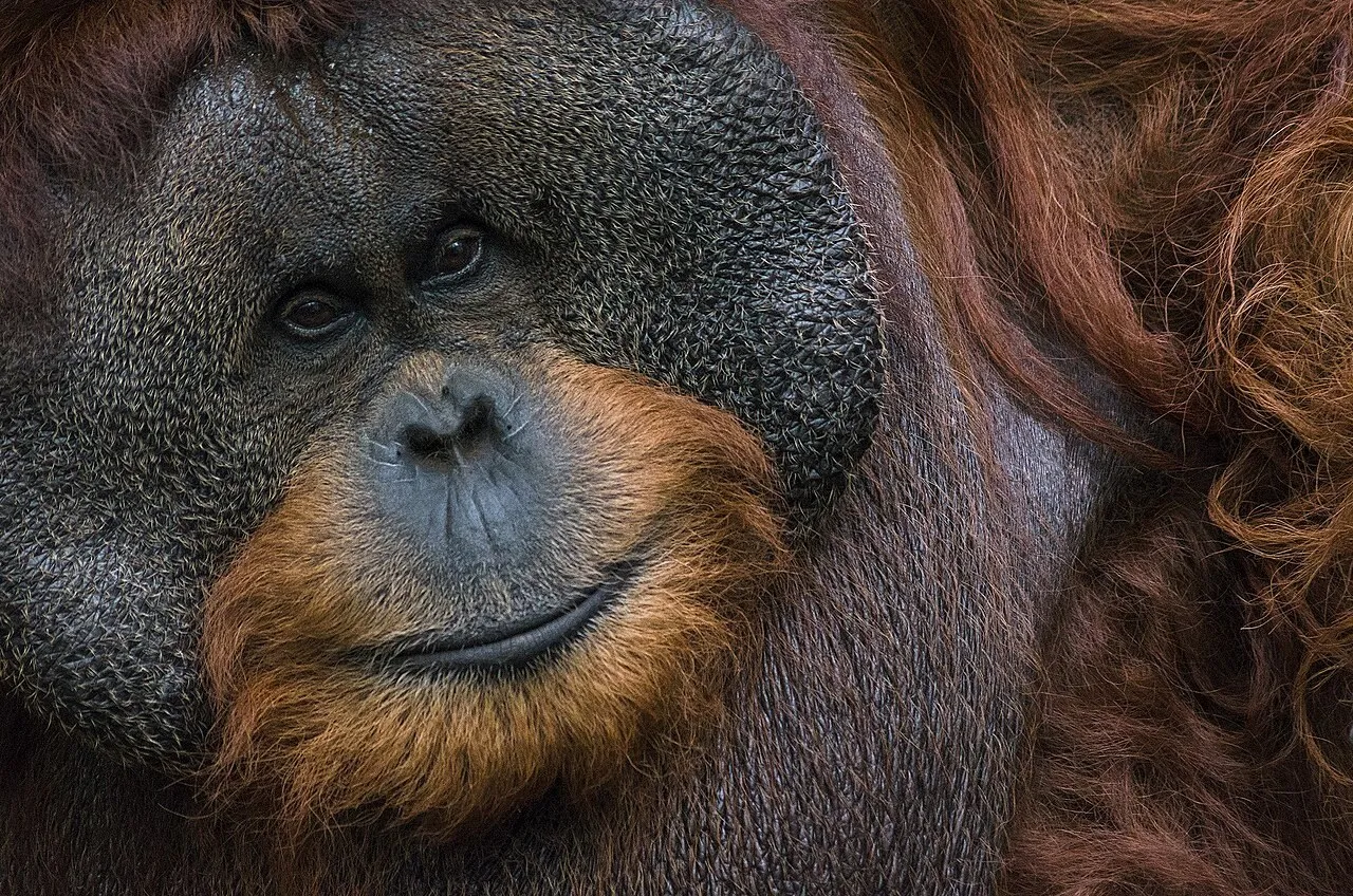 A male Bornean orangutan with reddish hair and large cheek pads looks at the camera