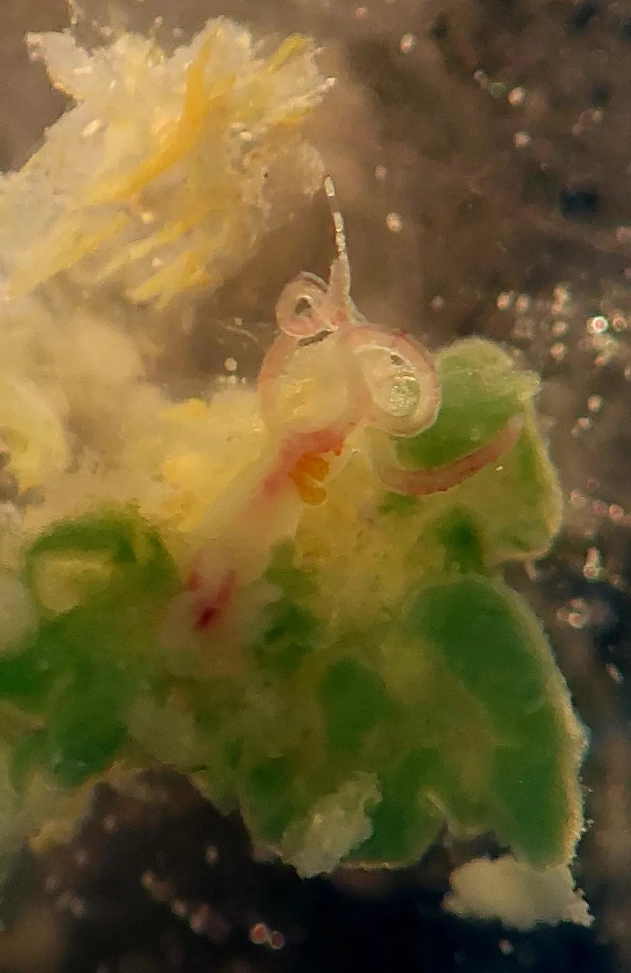 Tiny pink and greenish worms on a fragment of bone, seen under a microscope