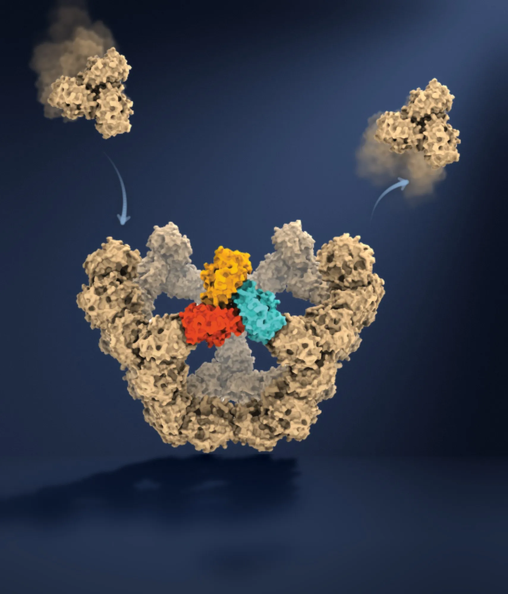 Illustration of a half-built virus particle: sand-coloured protein pieces form a ring, with three pieces in orange, red and turquoise in the middle, while one piece arrives and another drifts away, marked with arrows on a dark blue background