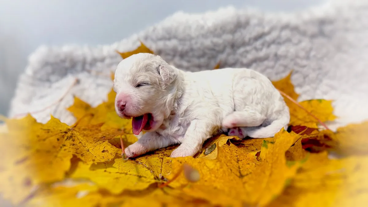 A two-week-old white Lagotto Romagnolo puppy yawning on yellow autumn leaves
