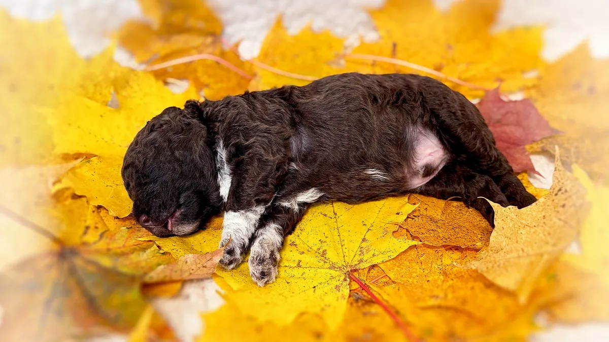 A two-week-old brown Lagotto Romagnolo puppy asleep on yellow autumn leaves