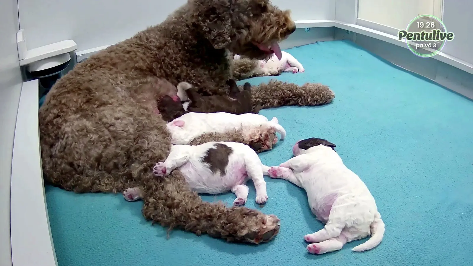 Hilkka, a brown Lagotto Romagnolo, lying beside her white and brown puppies in the Pentulive whelping box