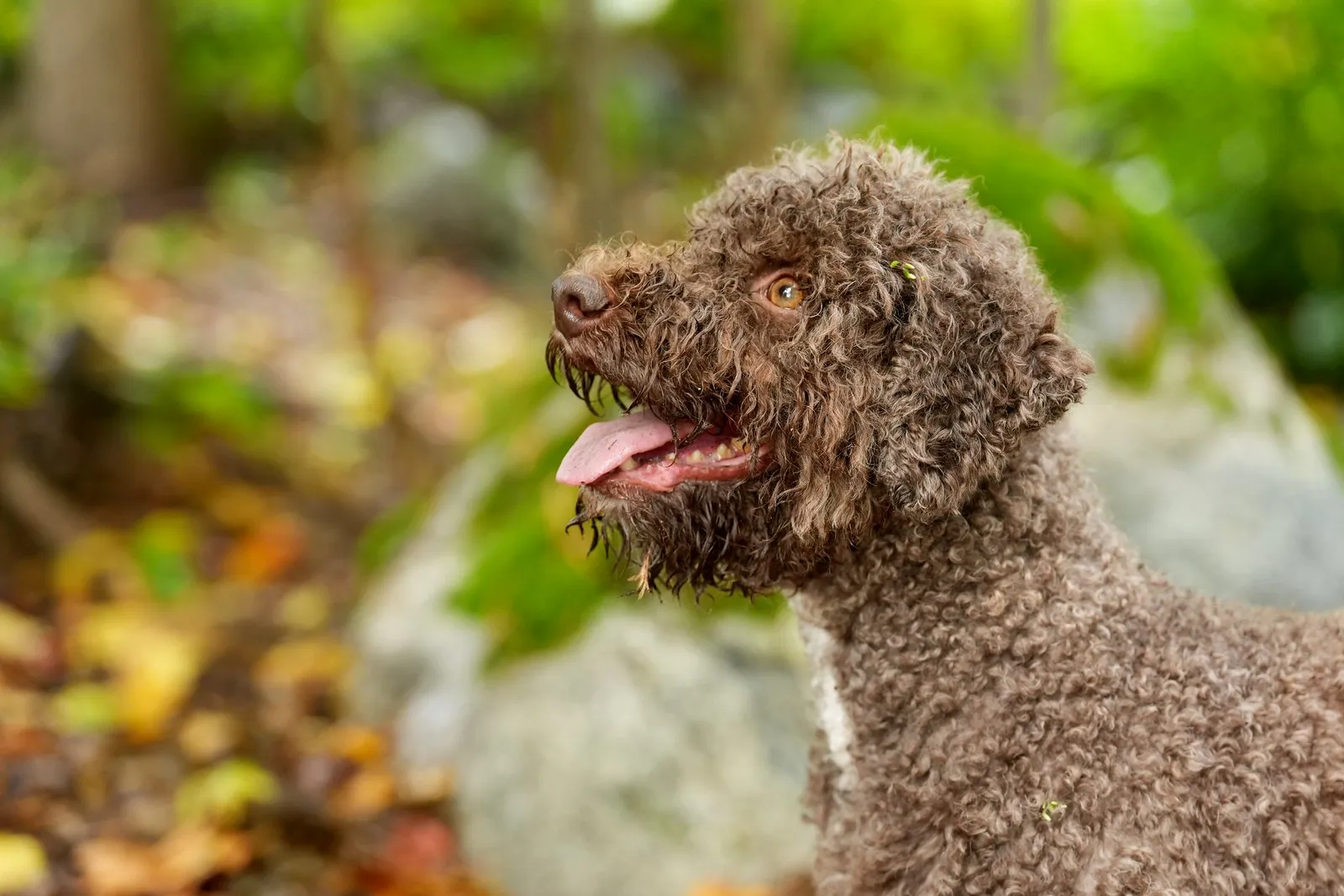 Hilkka, a curly brown Lagotto Romagnolo, sitting in an autumn forest before giving birth