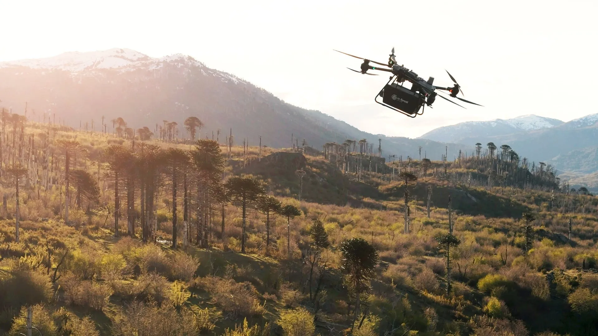 A drone carrying a seed box flies against the light over a hillside of living monkey puzzle trees and burned trunks, with snowy mountains behind