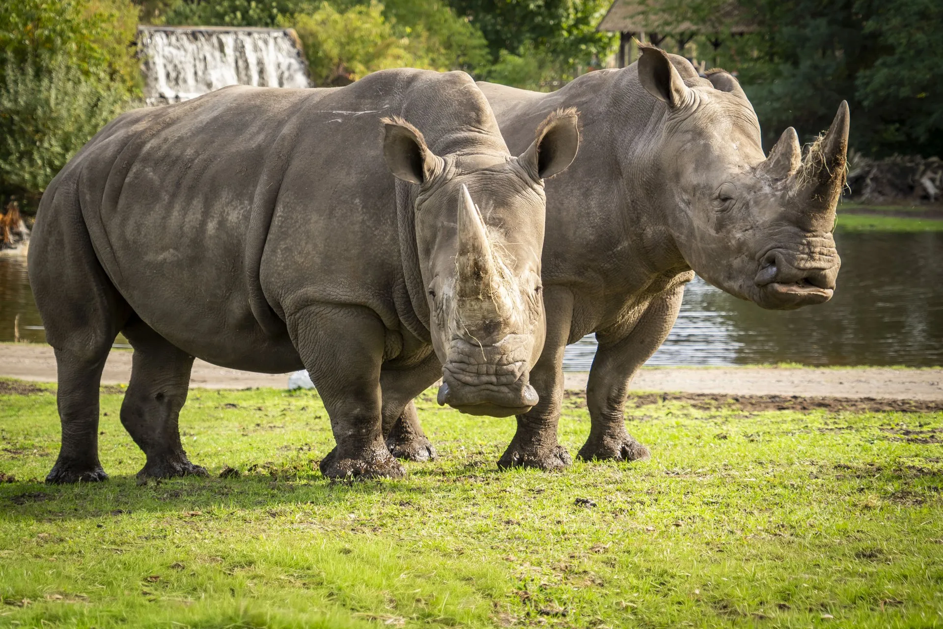 Two white rhinos standing side by side on grass in a park, with a pond and a small waterfall behind them