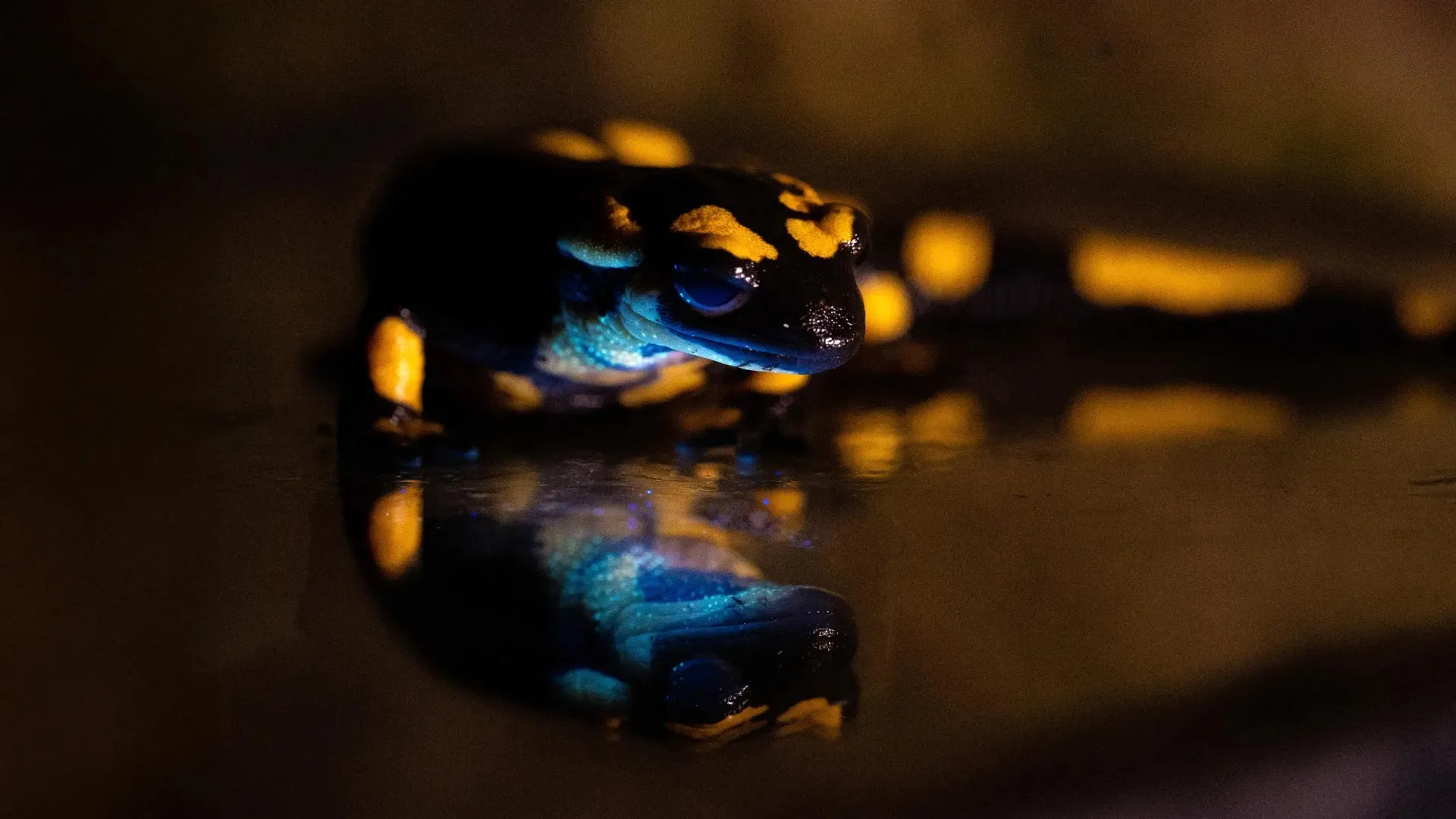 A black and yellow fire salamander lit by ultraviolet light, its throat and side glowing turquoise and reflected in water