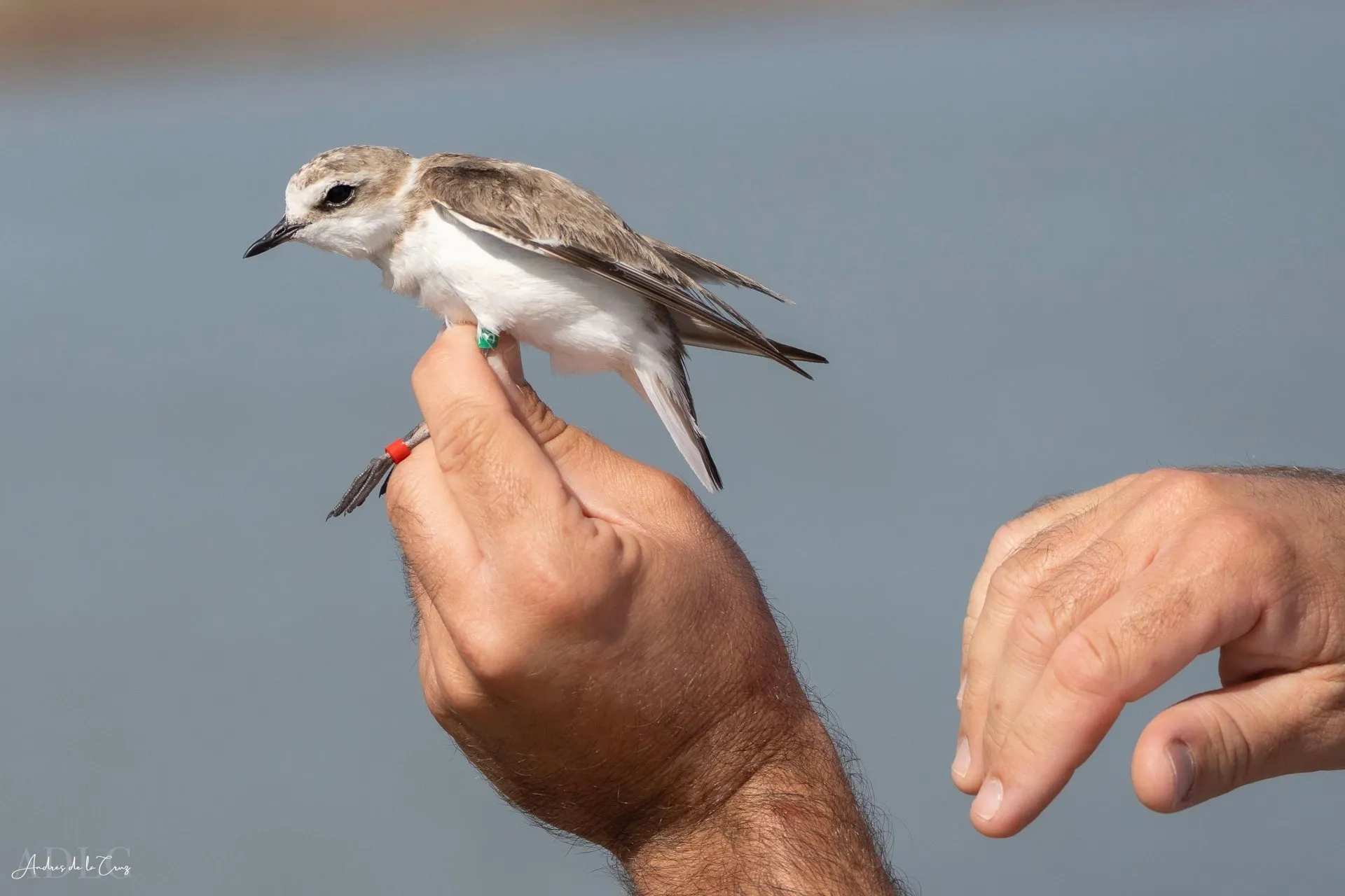Hands gently hold a Kentish plover, a small bird with a brown back and white belly, during ringing