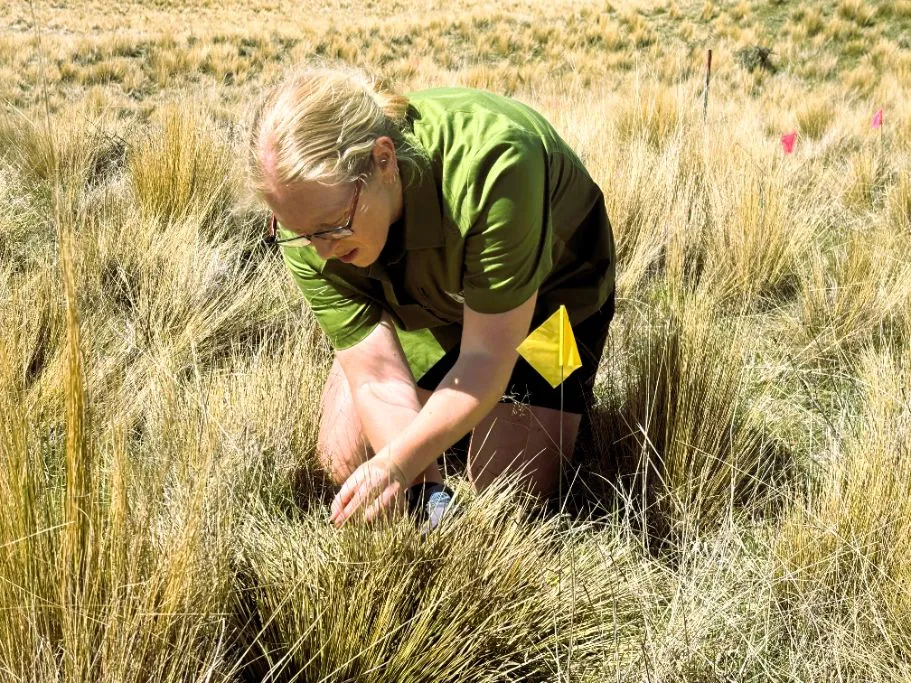 A woman in a green polo shirt kneels among dry tussock and small coloured flags, carefully placing a weevil at the base of a plant