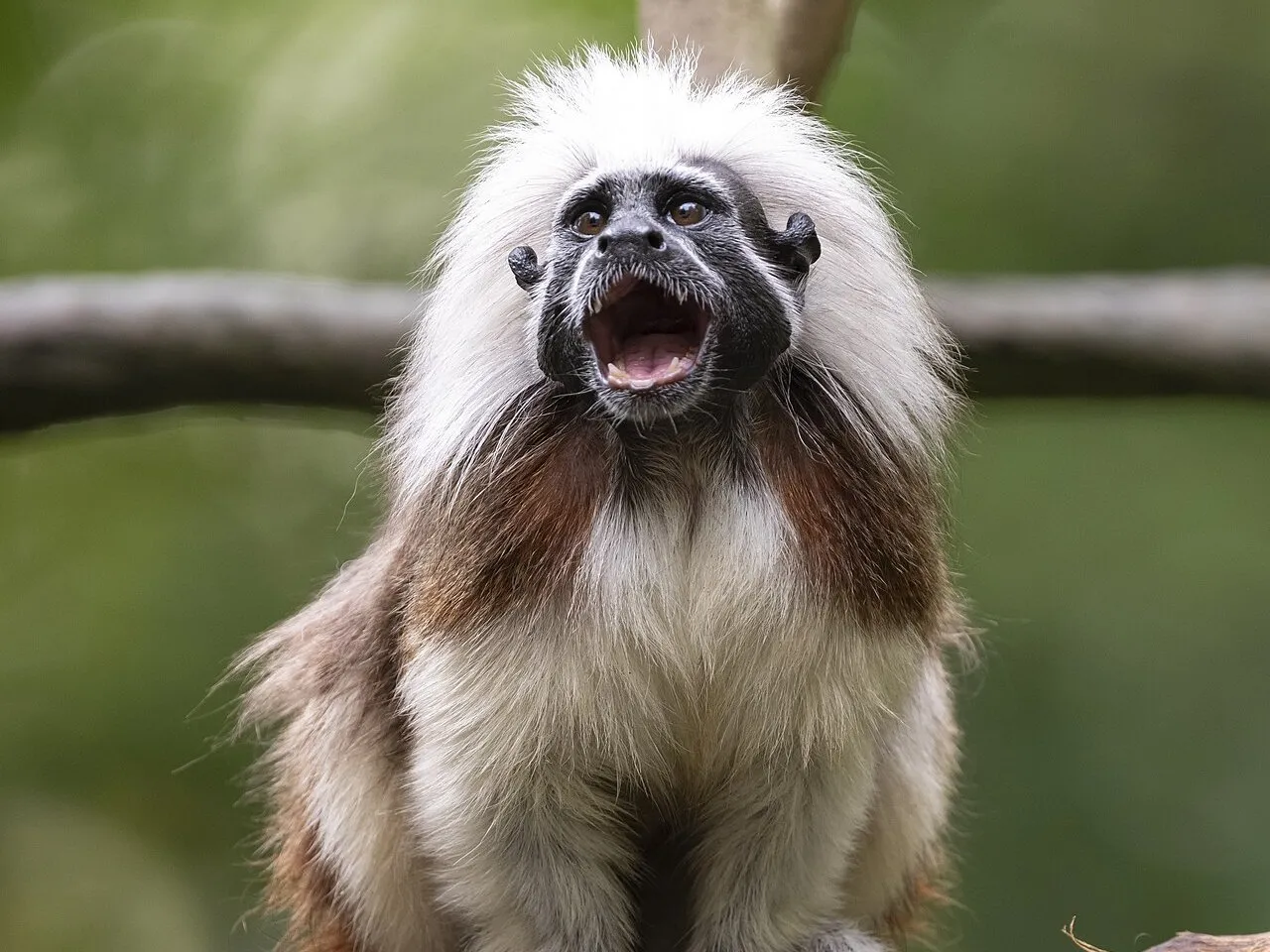 A cotton-top tamarin, a small monkey with a white mane and black face, calling from a branch
