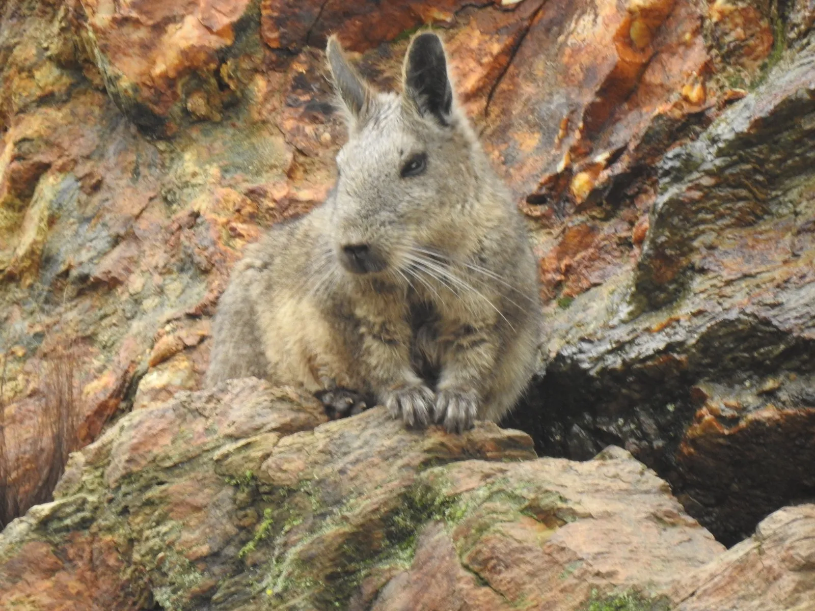 A grey, long-eared vizcacha sitting on an orange rock with its front paws resting on the edge