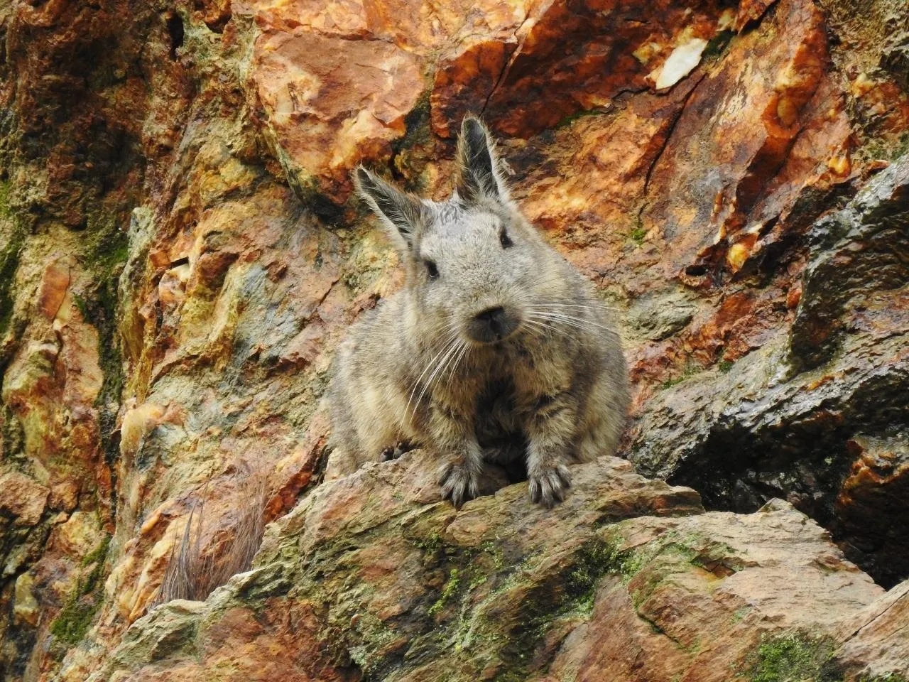 A long-eared vizcacha peers out from reddish rocks, facing the camera