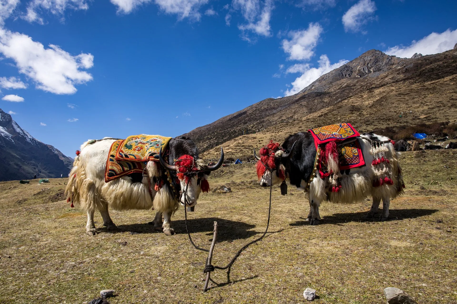 Two yaks in red embroidered blankets tethered on a dry hillside under a blue sky